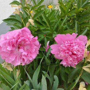Zwei rosa Pfingstrosen von oben