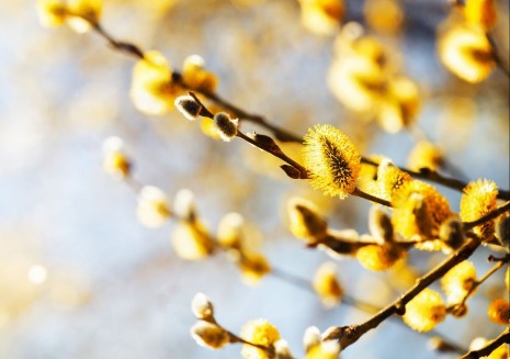 Zweige mit blühenden Weidenkätzchen