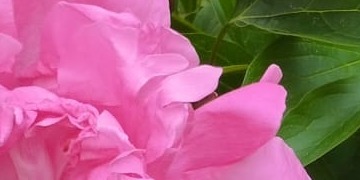 Schöne Ferien Eine rosa Pfingstrose angeschnitten in Nahaufnahme